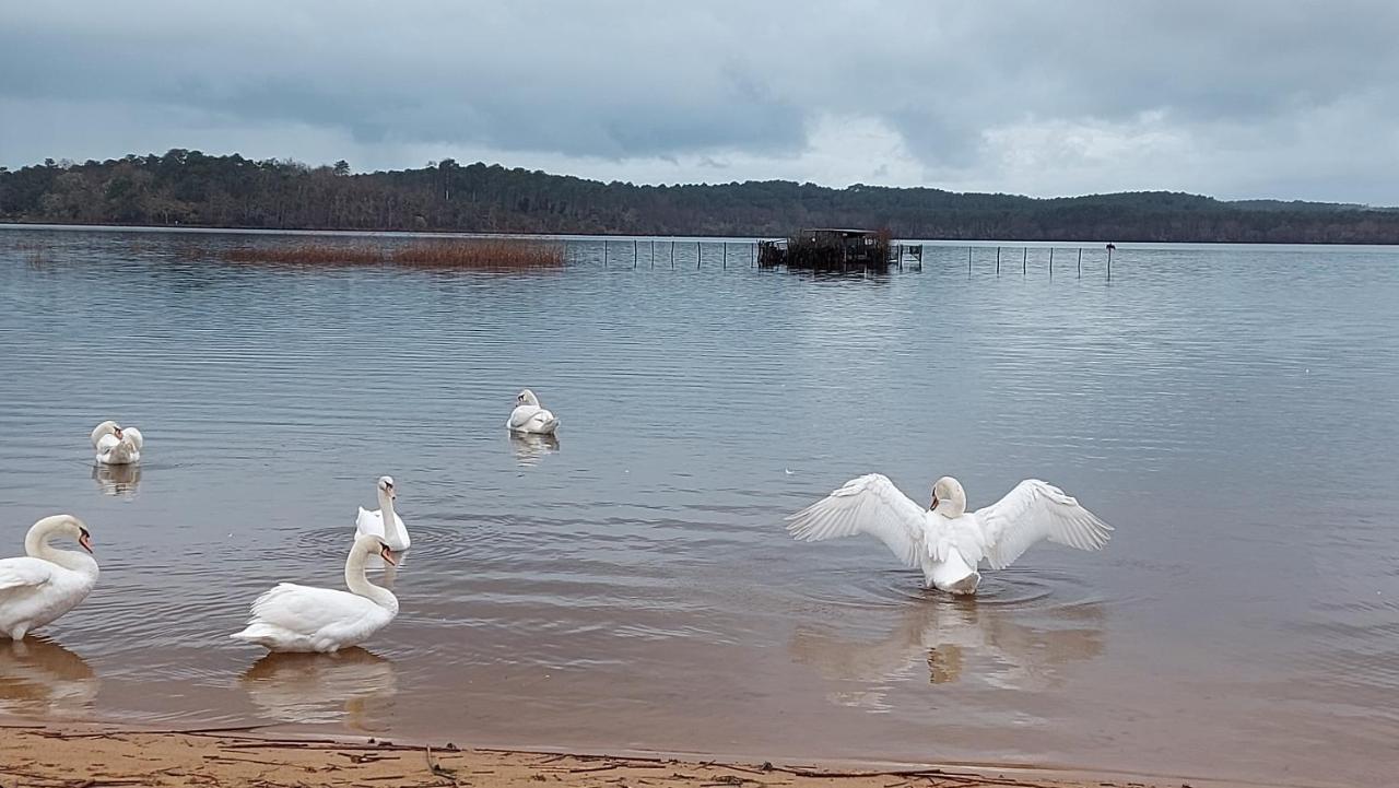 T2, 50M Du Lac, Piscine, Wifi, Jardin Terrasse Sans Vis-A-Vis, 1 A 4 Pers Aureilhan  Экстерьер фото