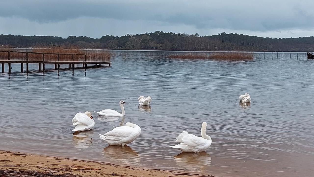 T2, 50M Du Lac, Piscine, Wifi, Jardin Terrasse Sans Vis-A-Vis, 1 A 4 Pers Aureilhan  Экстерьер фото